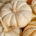 files/pumpkinresized_f1e7b832-3d47-4e4d-920f-8f793f675731.avif
