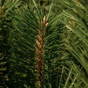 The Smell Of Tree -Pura Smart Vial