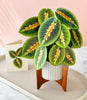 3D Pop Up Prayer Plant Card