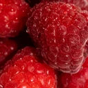 Oleander Oak- Pura Smart Vial